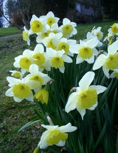 daffodil-5.jpg