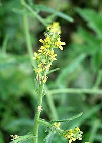 Hedge Mustard - Sisymbrium officinale