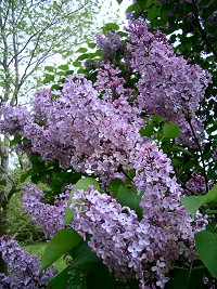 Lilac - Syringa vulgaris
