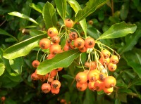 Pyracantha berries