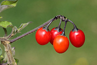 Woody Nightshade Berries - Solanum dulcamara