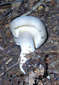 Clouded Agaric - Clitocybe nebularis