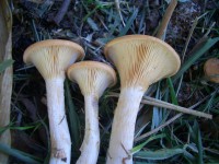 Common Funnel Cap - Clitocybe gibba 