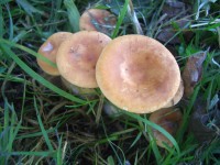 Common Funnel Cap - Clitocybe gibba 