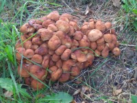 Fried Chicken Mushroom - Lyophyllum decastes