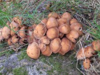 Fried Chicken Mushroom - Lyophyllum decastes