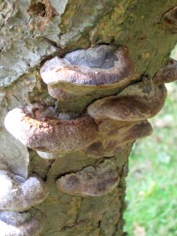 Bracket fungus - Phellinus tuberculosus