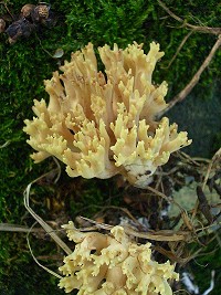 Upright Coral Fungus - Ramaria stricta