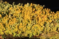 Xanthoria parietina - Common Orange Lichen