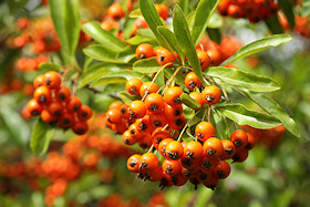 Pyracantha Berries - the birds love them!
