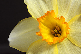 Primrose - Primula vulgaris