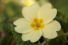 Primrose - Primula vulgaris