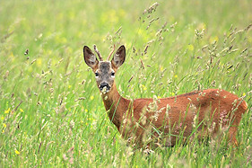 Roe Deer Buck in its summer coat