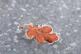 Oak leaf frozen in the pond