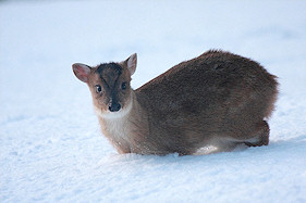 Young muntjac in the snow