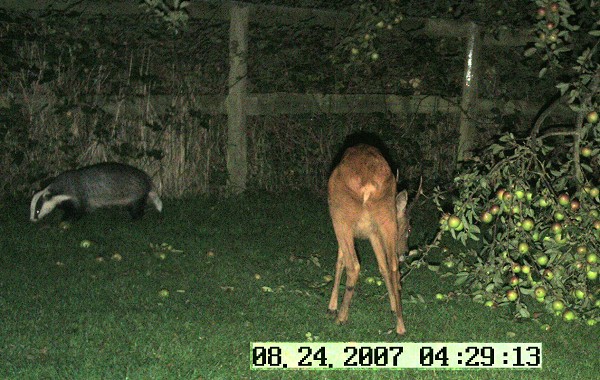 Badger and roe deer