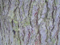 Common Alder bark