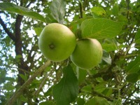 Apple - Malus sylvestris