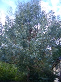 Eucalyptus - gum tree