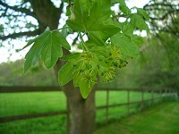 Field maple - Acer campestre