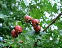Hawthorn berries - Crataegus monogyna