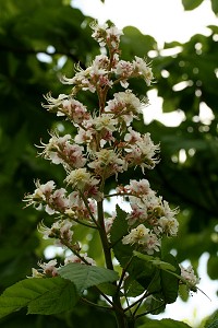 Horse Chestnut - Aesculus hippocastanum -conker