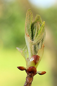 Horse Chestnut - Aesculus hippocastanum