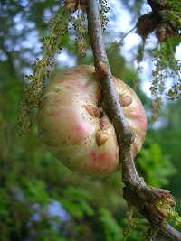 Oak Apple Gall caused by the wasp, Biorhiza pallida