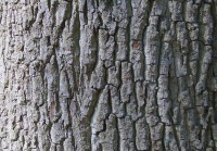 English Oak bark