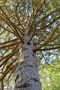 Scots Pine - Pinus sylvestris