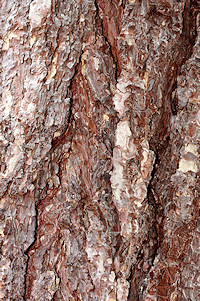 Scots Pine Bark - Pinus sylvestris