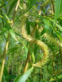 Weeping Willow - Salix x chrysocoma
