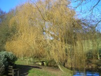 Weeping Willow - Salix x chrysocoma 