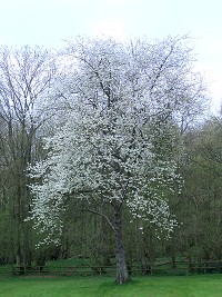 Wild Cherry - Gean - Prunus avium