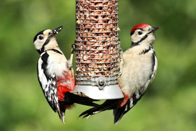 Great Spotted Woodpeckers - Dendrocopus Major