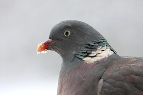 Wood Pigeon - Columba palumbus