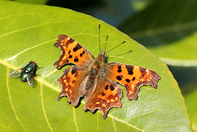 Comma with fly - Polygonia c-album