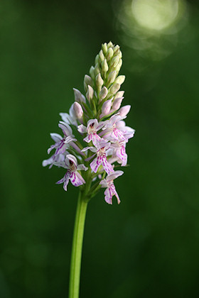 Common Spotted Orchid - Dactylorhiza fuchsii