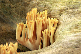 Coral Fungus - Ramaria sp.