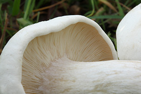 St Georges Mushroom - Calocybe gambosa
