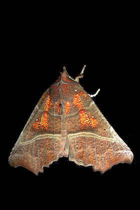 The Herald Moth