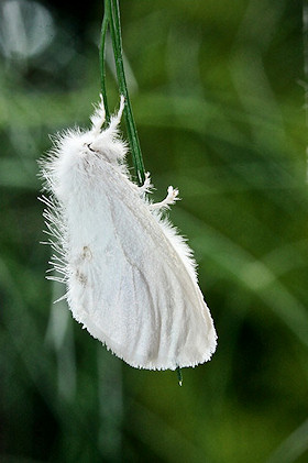 Yellowtail Moth