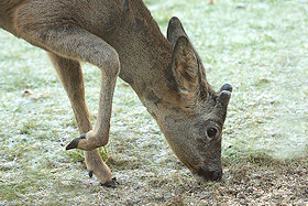 Roe deer feeding under the bird feeder - Capreolus capreolus