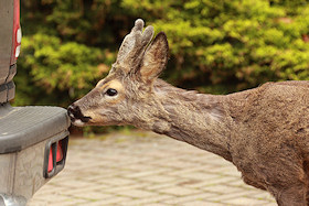 Roe deer investigates - Capreolus capreolus
