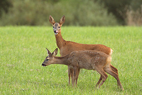 Roe deer in winter - Capreolus capreolus