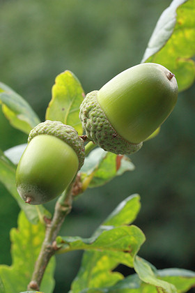 Acorns from the Mighty Oak - Quercus robur