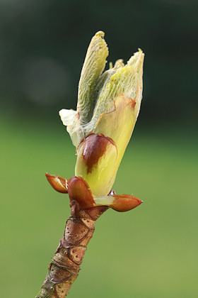 Horse Chestnut 'Sticky' Bud - Aesculus hippocastanum